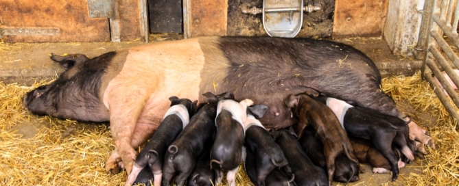 Zuchtsau mit Ferkel1