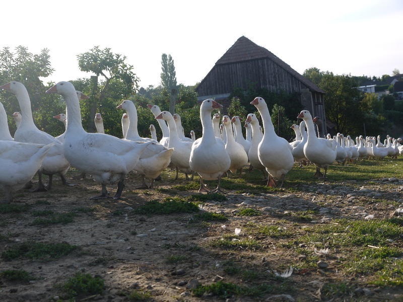 Weidegansln Aus Dem Bauernarnt Bauernarnt